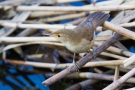 Teichrohrsänger (Acrocephalus palustris)