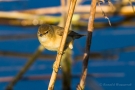 Teichrohrsänger (Acrocephalus palustris)