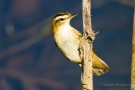 Schilfrohrsänger (Acrocephalus schoenobaenus)