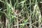 Junge Zwergdommel (Ixobrychus minutus)