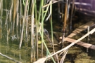 Junge Zwergdommel (Ixobrychus minutus)