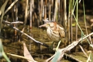 Junge Zwergdommel (Ixobrychus minutus)