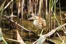Junge Zwergdommel (Ixobrychus minutus)