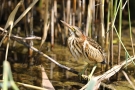 Junge Zwergdommel (Ixobrychus minutus)