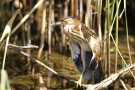 Junge Zwergdommel (Ixobrychus minutus)