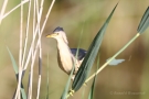 Zwerdommel-Männchen (Ixobrychus minutus)