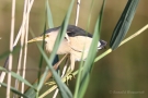 Zwergdommel-Männchen (Ixobrychus minutus)