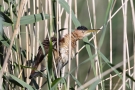 Zwergdommel-Männchen (Ixobrychus minutus)