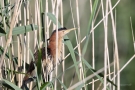 Zwergdommel-Männchen (Ixobrychus minutus)