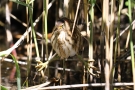 Junge Zwergdommel (Ixobrychus minutus)