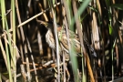 Junge Zwergdommel (Ixobrychus minutus)