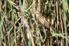 Junge Zwergdommel (Ixobrychus minutus)