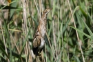 Junge Zwergdommel (Ixobrychus minutus)