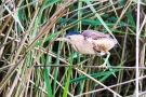 Zwergdommel-Weibchen (Ixobrychus minutus)