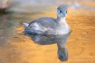 Zwergtaucher (Tachybaptus ruficollis)