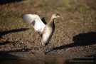 Zwergtaucher (Tachybaptus ruficollis)