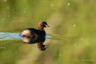 Zwergtaucher (Tachybaptus ruficollis)