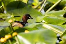 Zwergtaucher (Tachybaptus ruficollis) zwischen Teichrosen