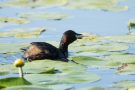 Zwergtaucher (Tachybaptus ruficollis) mit Fisch