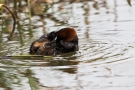 Zwergtaucher (Tachybaptus ruficollis) mit Küken