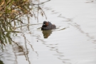 Zwergtaucher (Tachybaptus ruficollis) mit Küken