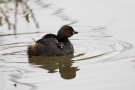 Zwergtaucher (Tachybaptus ruficollis) mit Küken