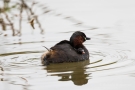 Zwergtaucher (Tachybaptus ruficollis) mit Küken