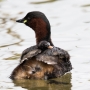 Zwergtaucher (Tachybaptus ruficollis) mit Küken