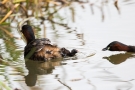 Fütterung des Zwergtaucher Kükens (Tachybaptus ruficollis)