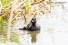 Zwergtaucher (Tachybaptus ruficollis) mit Küken