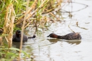 Fütterung des Zwergtaucher-Kükens (Tachybaptus ruficollis)