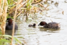 Fütterung des Zwergtaucher-Kükens (Tachybaptus ruficollis)