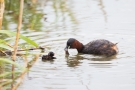 Zwergtaucher (Tachybaptus ruficollis) - Das bekommst du, wenn du mal groß bist!