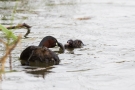 Zwergtaucher (Tachybaptus ruficollis) - Das bekommst du, wenn du mal groß bist!