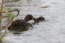 Zwergtaucher (Tachybaptus ruficollis) - Das bekommst du, wenn du mal groß bist!