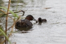 Zwergtaucher (Tachybaptus ruficollis) - Das bekommst du, wenn du mal groß bist!