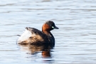 Zwergtaucher (Tachybaptus ruficollis) in De Groote Peel