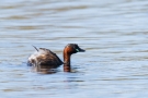 Zwergtaucher (Tachybaptus ruficollis) in De Groote Peel