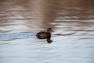 Zwergtaucher (Tachybaptus ruficollis) in De Groote Peel