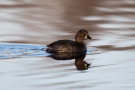 Zwergtaucher (Tachybaptus ruficollis) in De Groote Peel