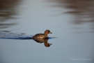 Zwergtaucher (Tachybaptus ruficollis) in De Groote Peel