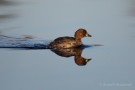 Zwergtaucher (Tachybaptus ruficollis) in De Groote Peel