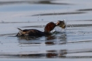 Zwergtaucher (Tachybaptus ruficollis) mit Beutefisch