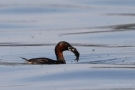 Zwergtaucher (Tachybaptus ruficollis) mit Beutefisch mit Beutefisch