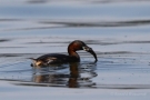 Zwergtaucher (Tachybaptus ruficollis) mit Beutefisch