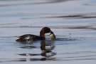 Zwergtaucher (Tachybaptus ruficollis) mit Beutefisch