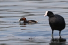 Zwergtaucher (Tachybaptus ruficollis) mit Beutefisch