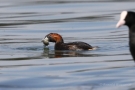 Zwergtaucher (Tachybaptus ruficollis) mit Beutefisch