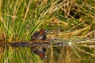 Zwergtaucher (Tachybaptus ruficollis) im frisch gebauten Nest