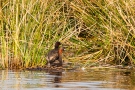 Zwergtaucher-Paarung (Tachybaptus ruficollis)